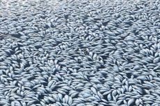 Jutaan Ikan di Australia Mati Massal gara-gara Kondisi Iklim Abnormal