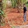 Ganti Rugi 26 Pohon Sawit yang Terancam Mati, Perusahaan Bauksit di Kalbar Ngotot Bayar Rp 20 Juta
