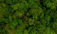 Hutan Terluas di Indonesia serta Potensi Ekologisnya