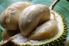 Mengenal Durian Lato-lato, Durian Mini Asli Lereng Gunung Semeru
