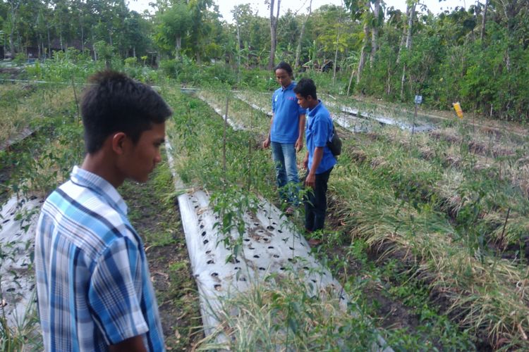 Para pemuda di Dusun Tanjung I, saat mengolah lahan pertanian