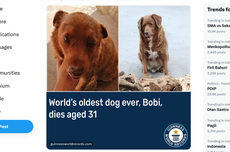 Kisah Anjing Tertua di Dunia Meninggal pada Usia 31 Tahun, Alami Masalah Penglihatan dan Pergerakan
