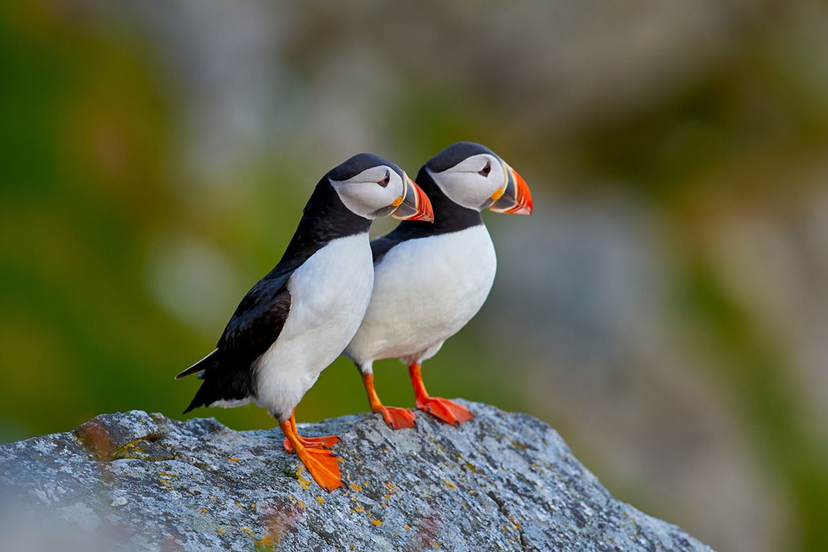 Burung puffin hanya memiliki satu pasangan seumur hidupnya.