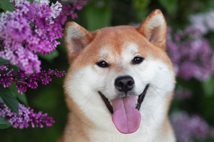 Ilustrasi anjing Shiba inu.