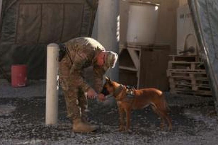 Seorang prajurit AS memberikan anjingnya minum di Pangkalan Udara Kandahar, Afghanistan.