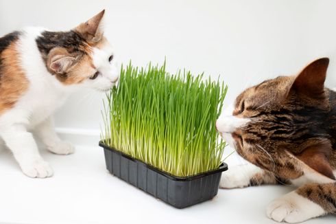 Cara Menanam Rumput Gandum di Dalam Pot dan Baki