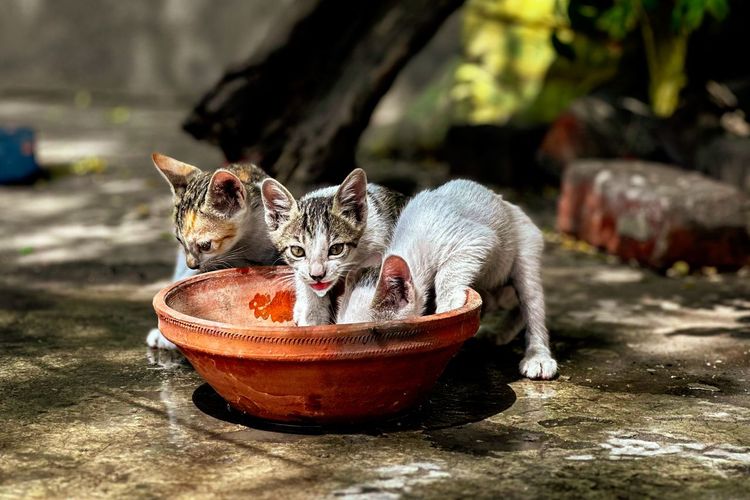 Mengapa Anak Kucing Selalu Merasa Kelaparan? Ini Alasannya