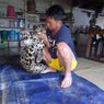 Guru Honorer di Krayan Kaltara Bunuh Macan Tutul dan Unggah Fotonya di Medsos, Ini Alasannya