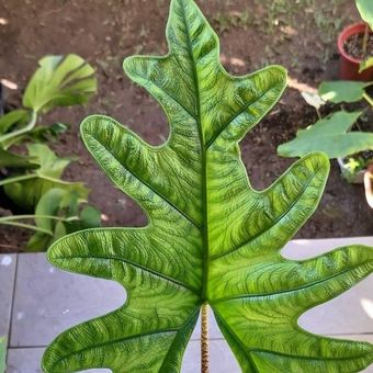 Alocasia Jacklyn