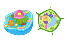 Perbedaan Sel Hewan dan Sel Tumbuhan yang Perlu Diketahui