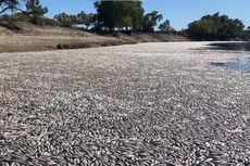 Jutaan Ikan Mati Selimuti Sungai di Australia, Bau Busuk Menguar ke Permukiman