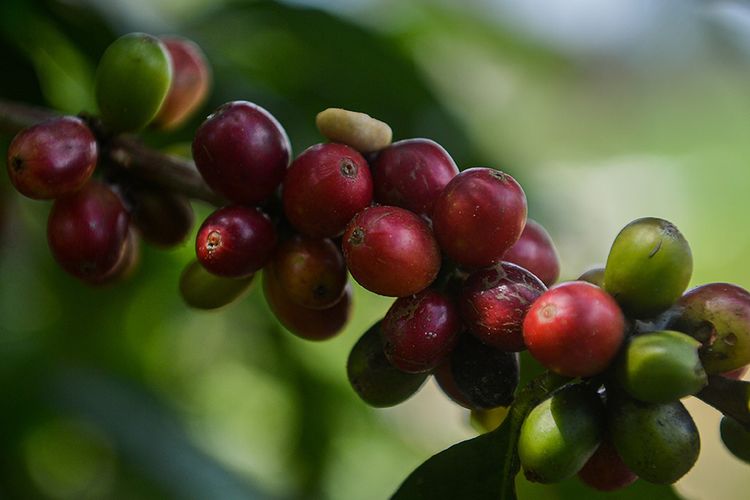 Foto dirilis Senin (6/9/2021), memperlihatkan biji kopi arabika Koya di perkebunan Koya, Sulawesi Utara. Tumbuh di atas ketinggian 800 meter di atas permukaan laut dan memiliki cita rasa yang khas, kopi Koya Minahasa asal Sulawesi Utara mulai menjadi primadona tersendiri bagi para pecinta kopi di Tanah Air.