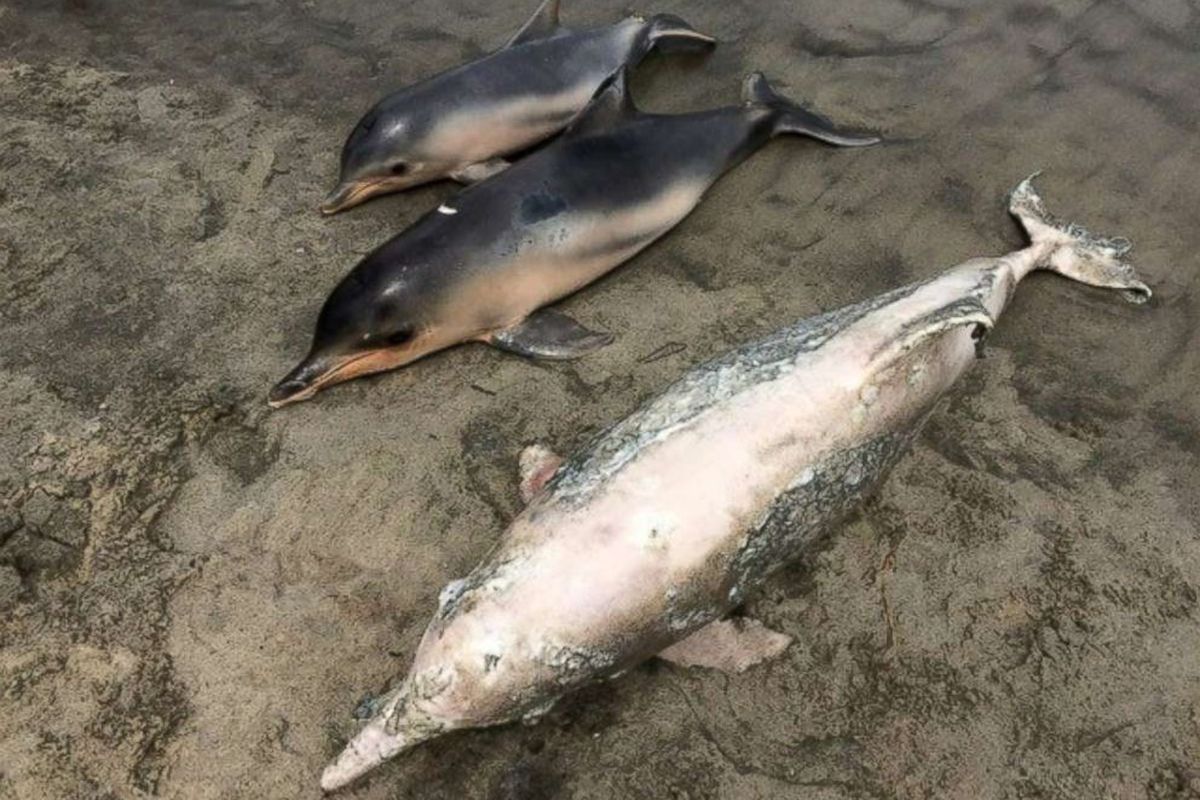 88 lumba-lumba mati di Brasil, peristiwa ini sejak 16 Desember 2017
