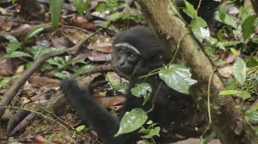 Ungko hingga Binturong Dilepaskan Kembali ke Habitatnya di Taman Nasional Zamrud Riau