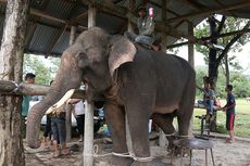 Sakit dan Lemas, Gajah 3,4 Ton Ini Harus Diinfus 130 Botol Per Hari