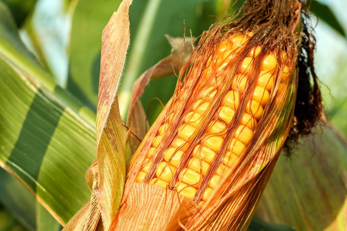 Ilustrasi tanaman jagung di ladang.