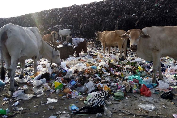 Sapi Pemakan Sampah di TPA Putri Cempo Disarankan Dikarantina Sebelum Jadi Hewan Kurban