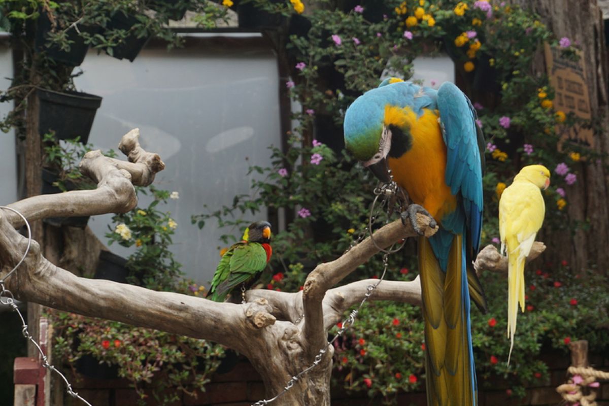 Satwa di Kebun Binatang Bandung.