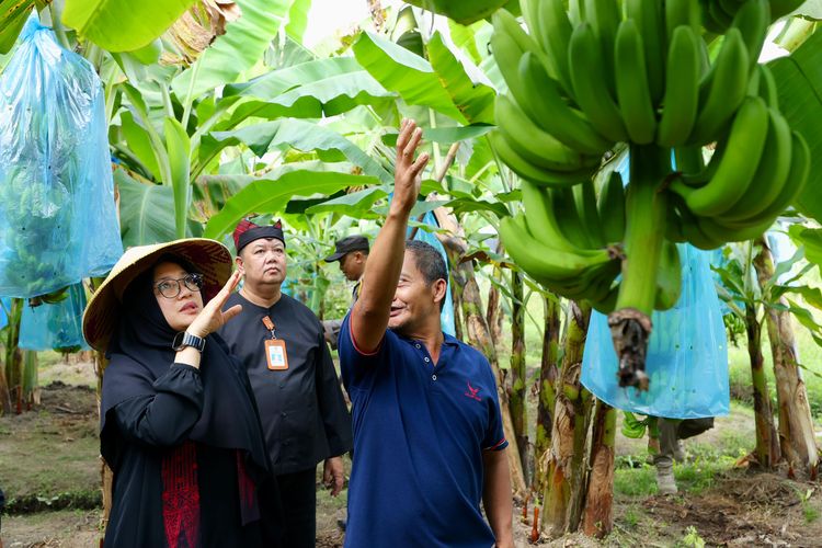 Sunarto saat memperlihatkan hasil tanam pisang Cavendish kepada Bupati Banyuwangi Ipuk Fiestiandani Azwar Anas 