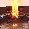 Balai Karantina Pertanian Kupang Musnahkan 500 Kg Daging Babi dari Sulawesi Tenggara