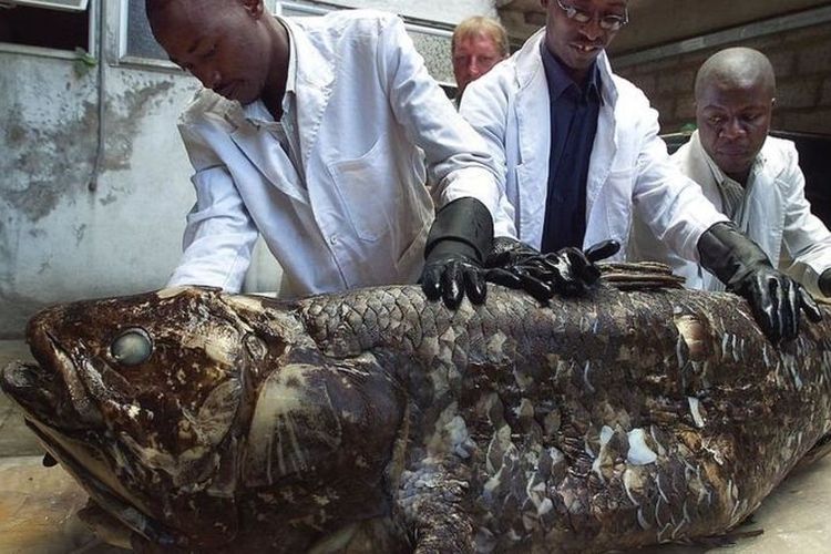 Ikan coelacanth dipamerkan di Museum Nasional Kenya pada tahun 2001.