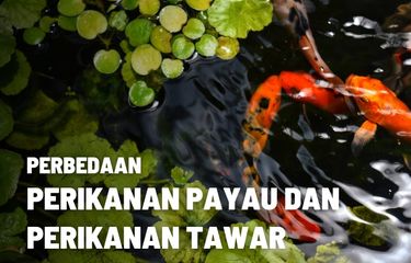 Perbedaan Perikanan Air Payau dan Air Tawar 