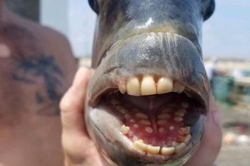Ikan Aneh Punya Gigi Mirip Manusia Ditangkap di Pantai Amerika Serikat
