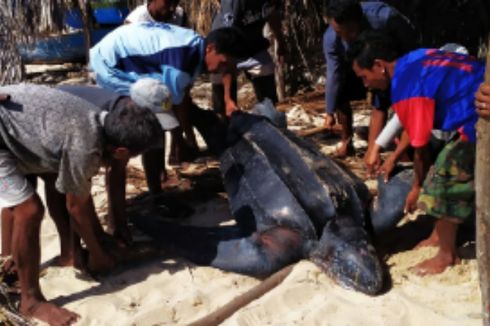 Penyu Belimbing Ditemukan Mati Terdampar di Pulau Sabu, NTT