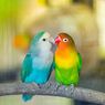7 Fakta Menarik Burung Lovebird, Sangat Setia pada Pasangannya
