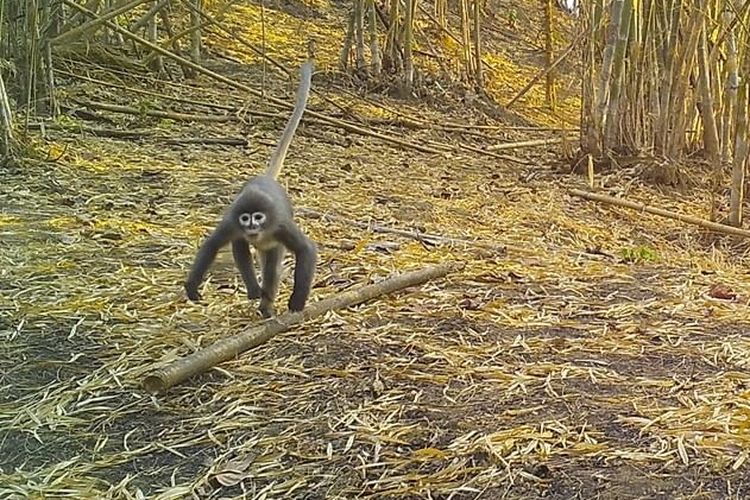 Monyet yang dijuliki monyet hantu yang pernah punah ditemukan kembali di Gunung Popa Myanmar. 