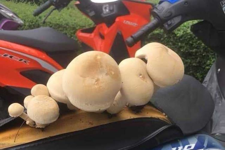 Penampakan jamur yang tumbuh di jok sepeda motor