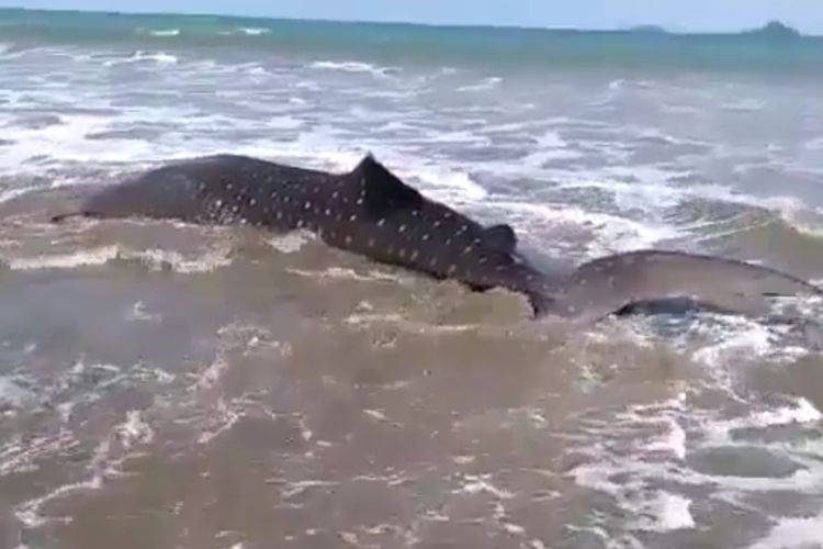 Seekor hiu paus terdampar di Pantai Salido, Pesisir Selatan, Sumatera Barat, Selasa (24/5/2020)