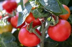 5 Jenis Tomat Komersil yang Mudah Dijumpai