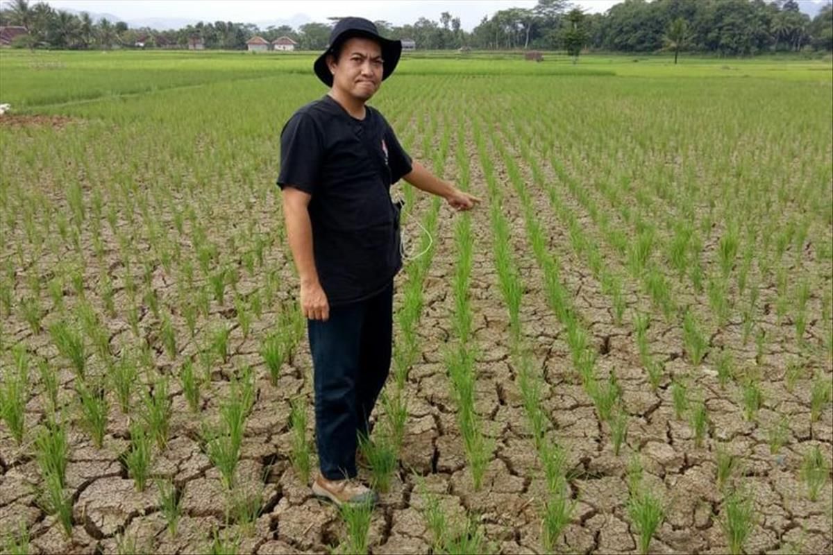 Seorang petugas pertanian di Cianjur, Jawa Barat memerlihatkan kondisi sawah yang terancam fuso karena mengering akibat kemarau panjang.