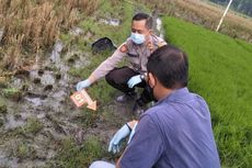 Seorang Petani Ditemukan Tewas Tersengat Listrik Jebakan Tikus di Sawahnya