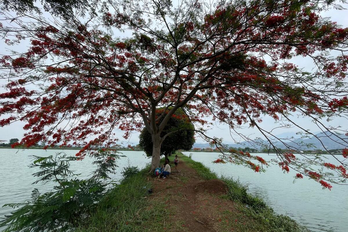 Pengunjung tengah mengabadikan momen di bawah pohon semarak api atau flamboyan di IPAL Bojongsoang, Kabupaten Bandung, Jawa Barat pada Kamis (23/11/2023)