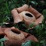 Penampakan 2 Bunga Langka Rafflesia Arnoldi Mekar di Bengkulu Selatan