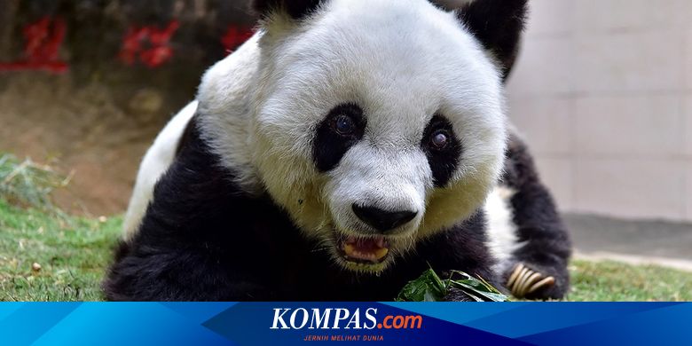 Panda Tak Lagi Terancam Punah Bagaimana China Melakukannya