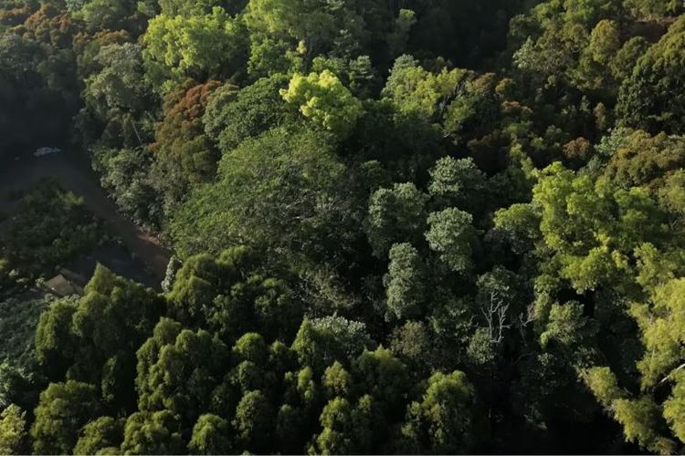 Area pascatambang seluas 30 hektare kini bermetamorfosis menjadi Arboretum Bukit Himalaya di Sorowako, Sulsel. 