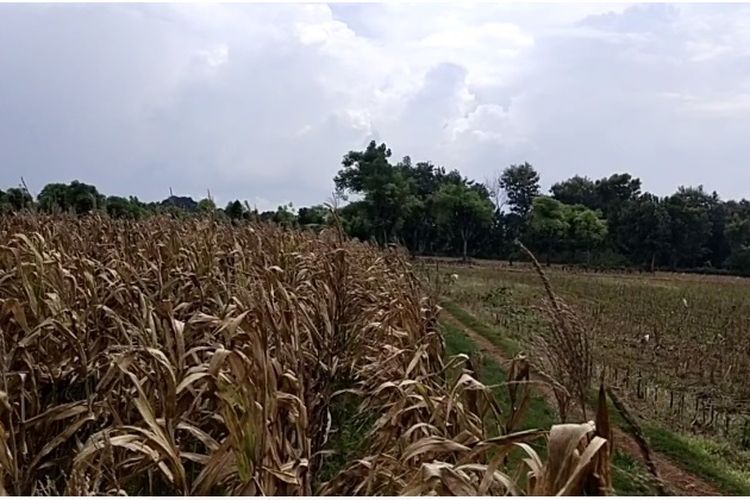 Rata-rata warga Desa Sumurgeneng, Tuban, Jawa Timur, memiliki pekerjaan bertani jagung. Dalam sekali panen warga bisa mendapatkan Rp 18 juta-Rp 20 juta.