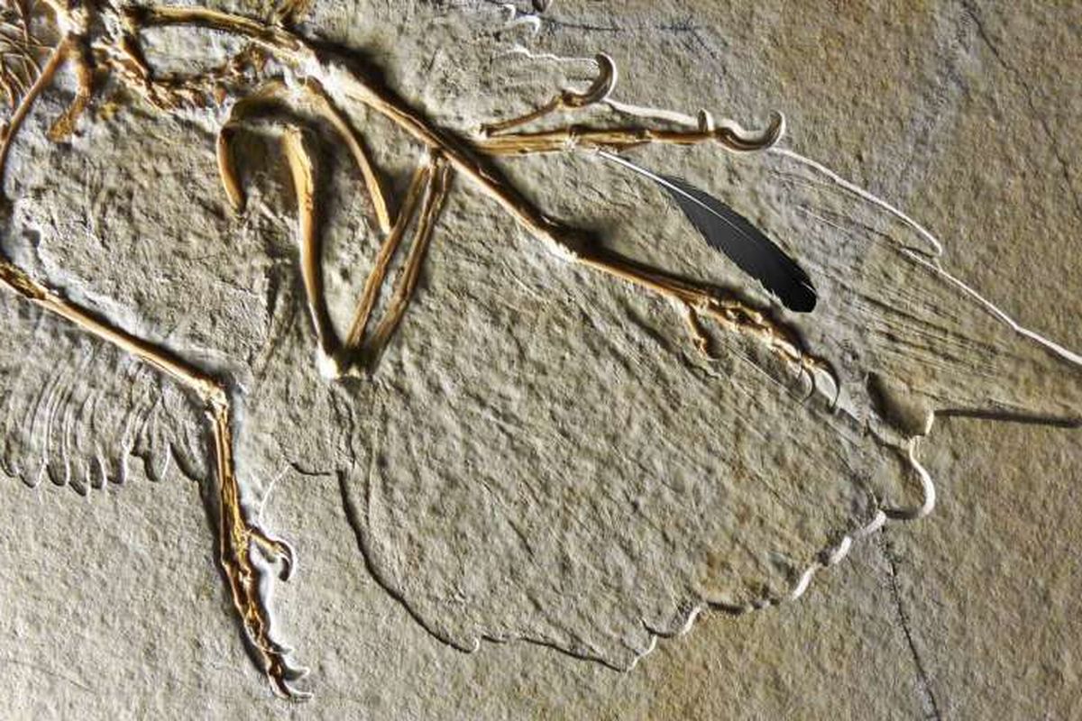 Fosil bulu purba milik dinosaurus mirip burung, Archaeopteryx. Dengan menggunakan mikroskop elektron, para peneliti menentukan bahwa bulu itu berasal dari sayap kiri.