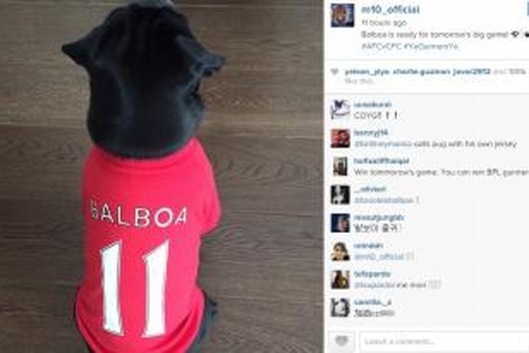 Balboa, anjing milik Mesut Oezil, didandani kostum Arsenal. 