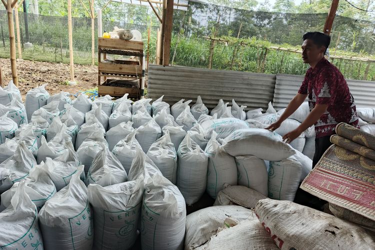 Dituding Jadi Penyebab Sedimentasi Rawa Pening, Olahan Kotoran Hewan Desa Manggihan Pukau Peneliti Jepang dan AS