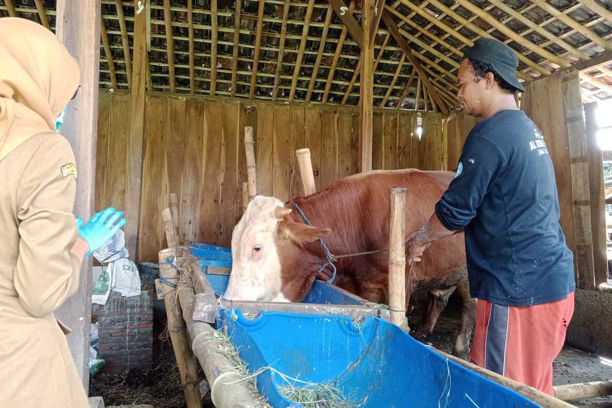 2.026 Sapi di Jateng Terinfeksi Penyakit Mulut dan Kuku, 52 Ekor Mati, Daerah Mana yang Parah?