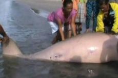 Seekor Lumba-lumba Ditemukan Warga Mati Terdampar di Pantai Mampie