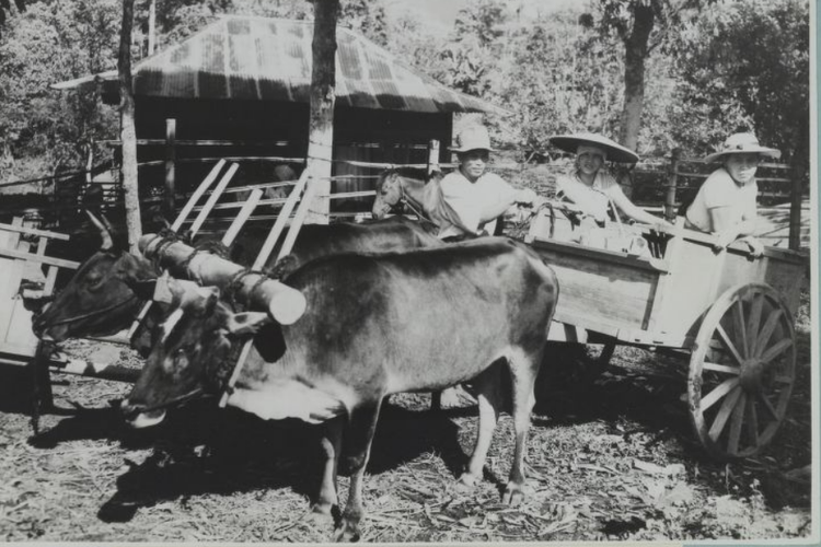 Gerobak sapi di Tomohon tahun 1945