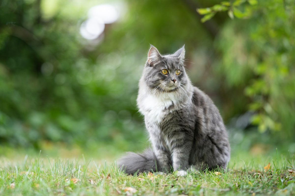Ilustrasi kucing di taman.