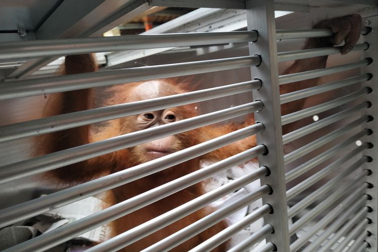 Sekor orang utan yang berhasil diselamatkan di Bandara Ngurah Rai, Bali