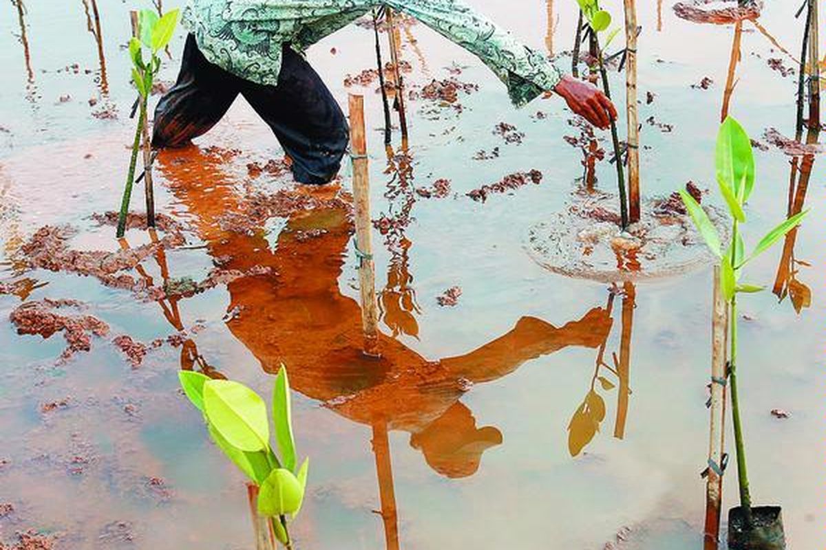 Ratusan relawan turun ke pantai di kawasan utara Jakarta untuk menanam bakau saat pencanangan Angke Kapuk Mangrove Green Belt, Minggu (2/8). Acara ini juga dihadiri Gubernur DKI Jakarta Fauzi Bowo dan sejumlah duta besar negara sahabat.