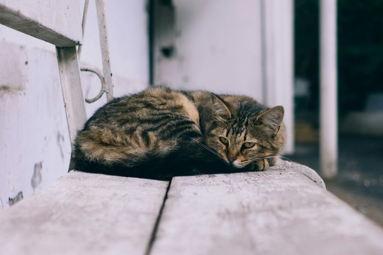 Kenapa Kucing Suka Tidur di Dekat Pemilik? Ini Alasannya
